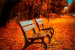 Beautiful autumn wallpaper pictures with fallen leaves all over the ground
