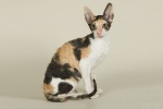 Cornish Rex Cat Pictures