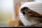 Sparrow bird photography picture material wallpaper