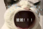 猫咪爸爸表情包