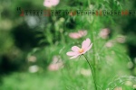 August 2021 small fresh flowers calendar wallpaper