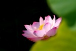 Slim lotus pictures desktop wallpaper