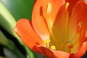 HD Clivia picture desktop wallpaper