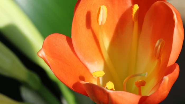 HD Clivia picture desktop wallpaper