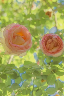 小清新自然美景手機壁紙