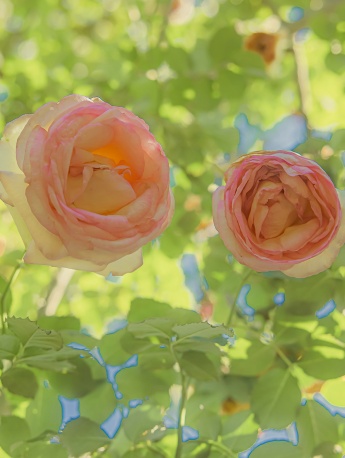 小清新自然美景手机壁纸