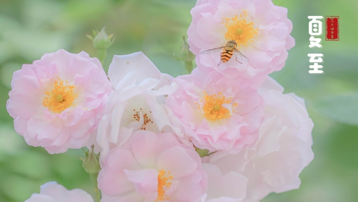 Fresh and beautiful summer solstice solar term pictures with words desktop wallpaper