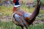 Beautiful pheasant pictures