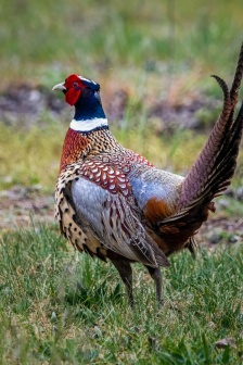 美麗的雉雞圖片