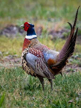 Beautiful pheasant pictures