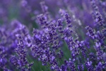 HD lavender pictures desktop wallpaper