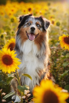 澳洲牧羊犬圖片