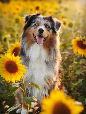 Australian Shepherd Pictures