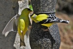 Small and cute goldfinch pictures