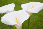 HD calla lily pictures desktop wallpaper