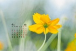 2022年4月治愈系小黄花高清桌面日历壁纸