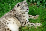 Fierce snow leopard pictures