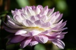 HD dahlia pictures