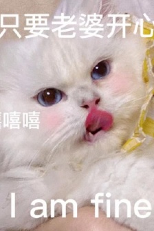 老婆奴猫咪表情包