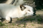 Pictures of healthy Arctic wolves