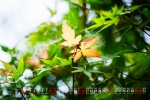 May 2021 green maple leaf desktop calendar wallpaper