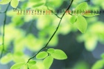 Eye-protecting green leaves HD calendar wallpaper for December 2022