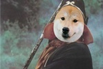 Shiba Inu version of New Journey to the West funny emoticon pictures