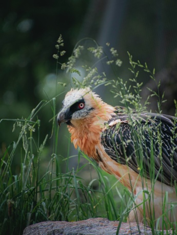 Pictures of bearded vultures