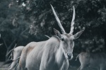 Pictures of big forest antelope