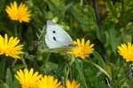 Beautiful butterfly pictures desktop wallpaper