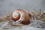 HD snail pictures