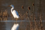 Great egret with snow-white feathers picture wallpaper
