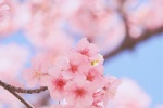 春日粉色櫻花手機壁紙