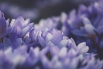 HD crocus picture desktop wallpaper
