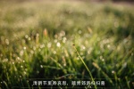 24 solar terms Qingming Festival outing pictures desktop wallpaper