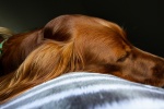 Irish Setter Dog Pictures Desktop Wallpaper