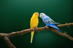 Cute budgerigar pictures