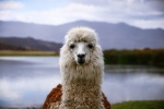 Alpaca pictures tame and cute alpaca pictures