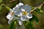 Fresh and elegant pear blossom pictures desktop wallpaper