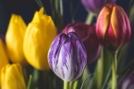 tulip bouquet pictures desktop wallpaper
