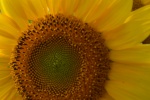 Sunflower sunflower mobile wallpaper