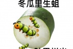 冬瓜里生蛆肚里烂出