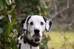 Dalmatian dog pictures