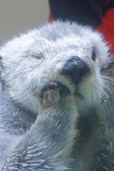 會洗臉的海獺寶寶圖片