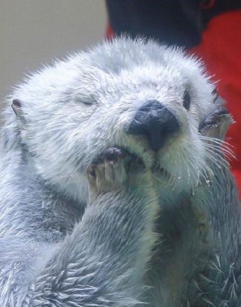 Pictures of baby sea otter that can wash its face