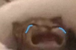 Summary of tearful cat head emoticons