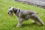 Cute and cute Schnauzer pictures