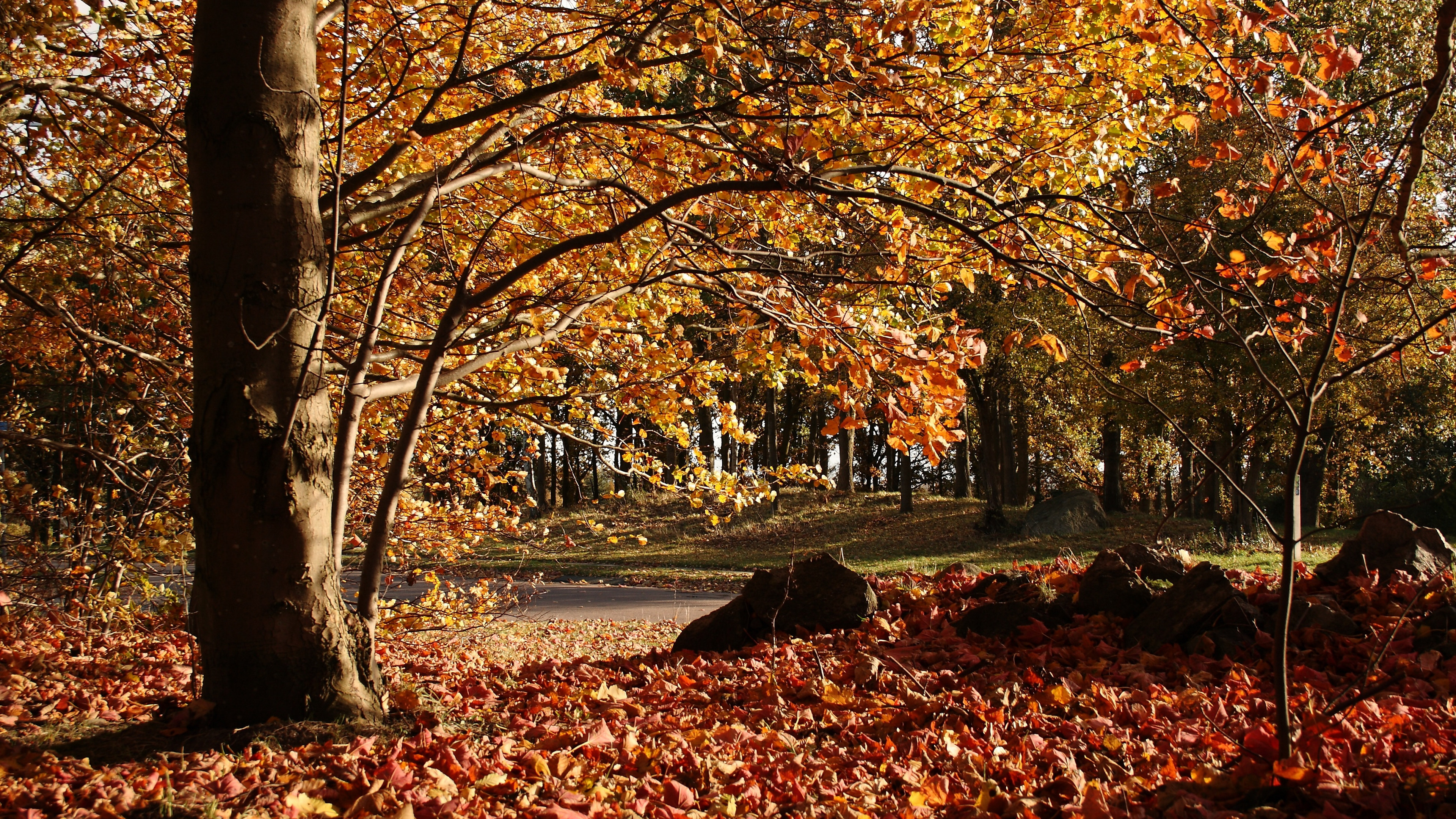 秋天遍地金黄树林风景壁纸图片