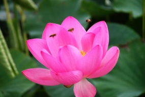 Lotus pictures photography HD desktop wallpaper