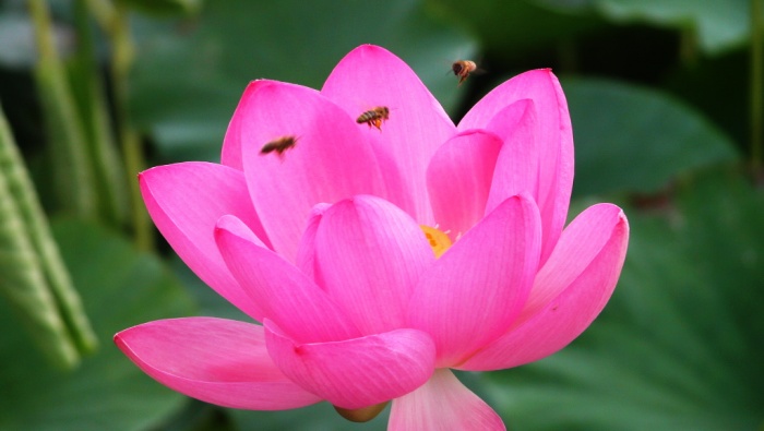 荷花图片摄影高清桌面壁纸